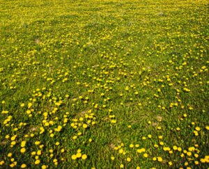 How to avoid weeds like this in Woodbury, Minnesota.